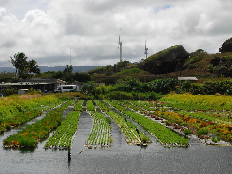 Image for Seaweed Farm Tour